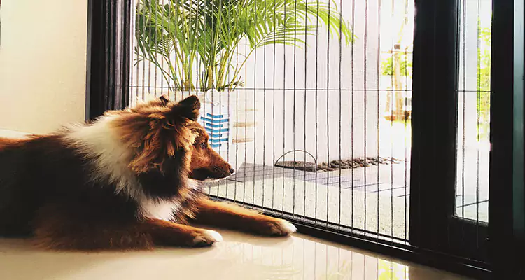 Sliding Screen Pet Door Repair in San Leandro, CA