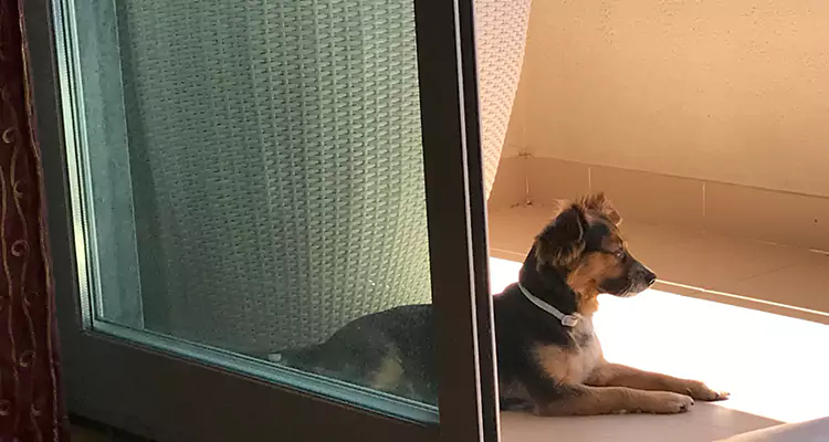 French Door Pet Screen Repair in San Leandro, CA